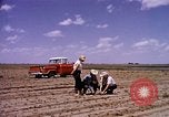 Standbild Landwirtschaft United States USA, 1956, aus Sekunde 9 historischem Filmmaterial Videoclip 65675071651