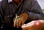 Standbild Landwirtschaft United States USA, 1956, aus Sekunde 18 historischem Filmmaterial Videoclip 65675071651