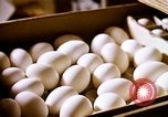 Standbild Ernte Hühner Früchte und vegatables United States USA, 1956, aus Sekunde 19 historischem Filmmaterial Videoclip 65675071652