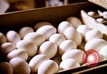 Standbild Ernte Hühner Früchte und vegatables United States USA, 1956, aus Sekunde 20 historischem Filmmaterial Videoclip 65675071652