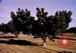 Standbild Ernte Hühner Früchte und vegatables United States USA, 1956, aus Sekunde 36 historischem Filmmaterial Videoclip 65675071652