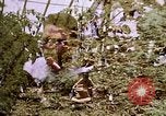 Standbild Ernte Hühner Früchte und vegatables United States USA, 1956, aus Sekunde 61 historischem Filmmaterial Videoclip 65675071652