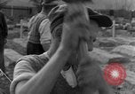 Image termine tombes Allemagne, 1945, de la seconde 57 séquences d'archives historiques vidéo 65675071657