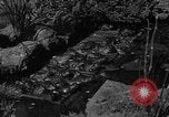Image of pet frogs San Jose California USA, 1936, second 10 stock footage video 65675071673