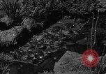 Image of pet frogs San Jose California USA, 1936, second 12 stock footage video 65675071673