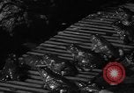 Image of pet frogs San Jose California USA, 1936, second 13 stock footage video 65675071673