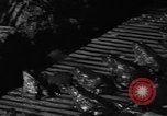 Image of pet frogs San Jose California USA, 1936, second 14 stock footage video 65675071673