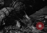 Image of pet frogs San Jose California USA, 1936, second 15 stock footage video 65675071673