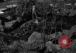 Image of pet frogs San Jose California USA, 1936, second 20 stock footage video 65675071673
