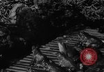 Image of pet frogs San Jose California USA, 1936, second 23 stock footage video 65675071673
