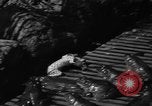 Image of pet frogs San Jose California USA, 1936, second 25 stock footage video 65675071673