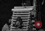Image of pet frogs San Jose California USA, 1936, second 32 stock footage video 65675071673