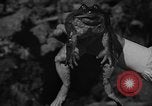 Image of pet frogs San Jose California USA, 1936, second 35 stock footage video 65675071673