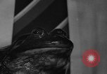 Image of pet frogs San Jose California USA, 1936, second 37 stock footage video 65675071673