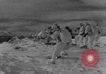 Image of weasel United States USA, 1943, second 42 stock footage video 65675071681