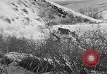Image of weasel United States USA, 1943, second 4 stock footage video 65675071682