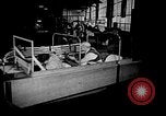 Image of weasel United States USA, 1943, second 62 stock footage video 65675071683