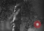 Image of 1936 Olympic marathon race winners Berlin Germany, 1936, second 29 stock footage video 65675071690