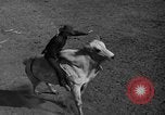 Image rodeo Sun Valley Idaho USA, 1939, de la seconde 26 séquences d'archives historiques vidéo 65675071717