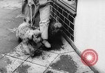 Standbild Pudel Bornhoeved Deutschland, 1962, aus Sekunde 5 historischem Filmmaterial Videoclip 65675071768