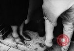 Standbild Pudel Bornhoeved Deutschland, 1962, aus Sekunde 8 historischem Filmmaterial Videoclip 65675071768