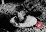 Standbild Pudel Bornhoeved Deutschland, 1962, aus Sekunde 15 historischem Filmmaterial Videoclip 65675071768