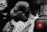 Standbild Pudel Bornhoeved Deutschland, 1962, aus Sekunde 20 historischem Filmmaterial Videoclip 65675071768