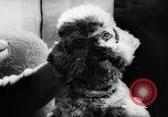 Standbild Pudel Bornhoeved Deutschland, 1962, aus Sekunde 32 historischem Filmmaterial Videoclip 65675071768