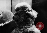 Standbild Pudel Bornhoeved Deutschland, 1962, aus Sekunde 33 historischem Filmmaterial Videoclip 65675071768