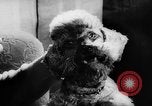 Standbild Pudel Bornhoeved Deutschland, 1962, aus Sekunde 34 historischem Filmmaterial Videoclip 65675071768