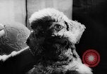 Standbild Pudel Bornhoeved Deutschland, 1962, aus Sekunde 35 historischem Filmmaterial Videoclip 65675071768