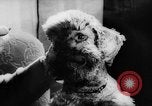 Standbild Pudel Bornhoeved Deutschland, 1962, aus Sekunde 36 historischem Filmmaterial Videoclip 65675071768