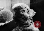Standbild Pudel Bornhoeved Deutschland, 1962, aus Sekunde 37 historischem Filmmaterial Videoclip 65675071768