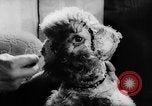 Standbild Pudel Bornhoeved Deutschland, 1962, aus Sekunde 38 historischem Filmmaterial Videoclip 65675071768