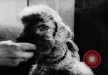 Standbild Pudel Bornhoeved Deutschland, 1962, aus Sekunde 39 historischem Filmmaterial Videoclip 65675071768