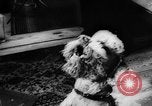 Standbild Pudel Bornhoeved Deutschland, 1962, aus Sekunde 47 historischem Filmmaterial Videoclip 65675071768