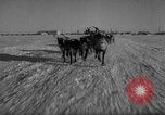 Standbild Rentier-rennen Russland, 1962, aus Sekunde 24 historischem Filmmaterial Videoclip 65675071769