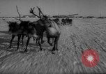 Standbild Rentier-rennen Russland, 1962, aus Sekunde 25 historischem Filmmaterial Videoclip 65675071769