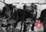 Standbild Rentier-rennen Russland, 1962, aus Sekunde 30 historischem Filmmaterial Videoclip 65675071769