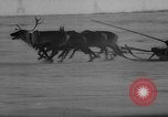 Standbild Rentier-rennen Russland, 1962, aus Sekunde 35 historischem Filmmaterial Videoclip 65675071769