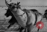Standbild Rentier-rennen Russland, 1962, aus Sekunde 39 historischem Filmmaterial Videoclip 65675071769