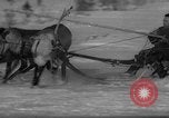 Standbild Rentier-rennen Russland, 1962, aus Sekunde 40 historischem Filmmaterial Videoclip 65675071769