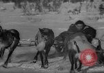 Standbild Rentier-rennen Russland, 1962, aus Sekunde 41 historischem Filmmaterial Videoclip 65675071769