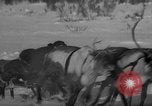 Standbild Rentier-rennen Russland, 1962, aus Sekunde 42 historischem Filmmaterial Videoclip 65675071769