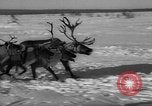 Standbild Rentier-rennen Russland, 1962, aus Sekunde 48 historischem Filmmaterial Videoclip 65675071769