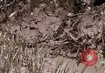 Image of United States 9th Infantry Division South Vietnam, 1967, second 7 stock footage video 65675071839