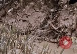 Image of United States 9th Infantry Division South Vietnam, 1967, second 8 stock footage video 65675071839