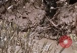 Image of United States 9th Infantry Division South Vietnam, 1967, second 10 stock footage video 65675071839
