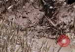 Image of United States 9th Infantry Division South Vietnam, 1967, second 11 stock footage video 65675071839