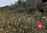 Image of United States 9th Infantry Division South Vietnam, 1967, second 20 stock footage video 65675071839